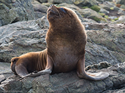 sea-lion-Nigel-Dowsett